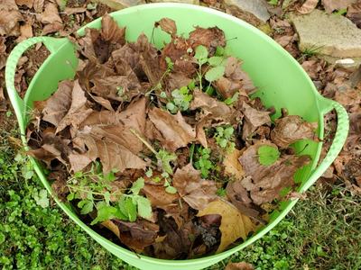 Bucket of fallen leaves