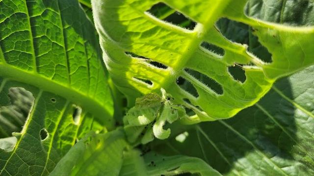 tobacco budworm Insects - Budworms - Tobacco Growers Information Tobacco Budworm | Yard and