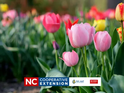 a field of multi-colored tulips