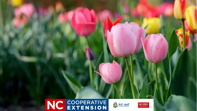 a field of multi-colored tulips