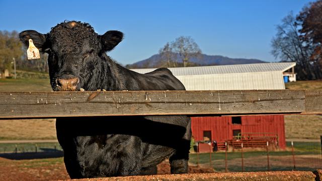 Bull in a fence