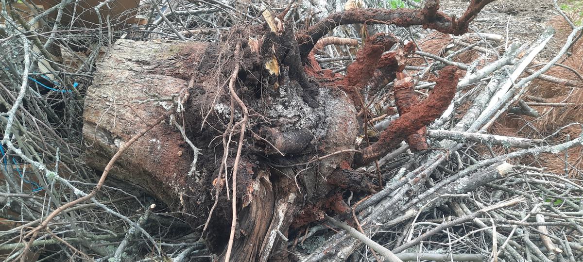 tree roots burlap