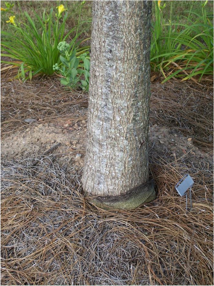 burlap choking tree