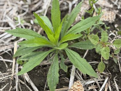 Weed that need to be controlled before planting