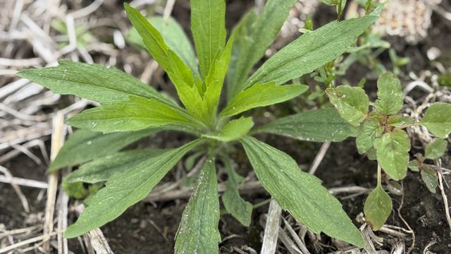Weed that need to be controlled before planting