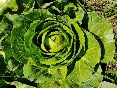 cabbage plant