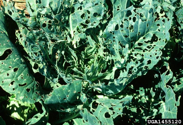 Holes caused by cabbage worms on a collard leaf