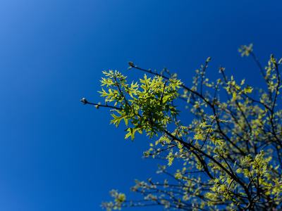 Bright green spring leaves appear across blue sky