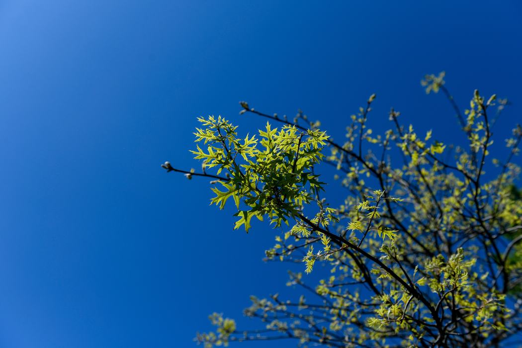Bright green spring leaves appear across blue sky