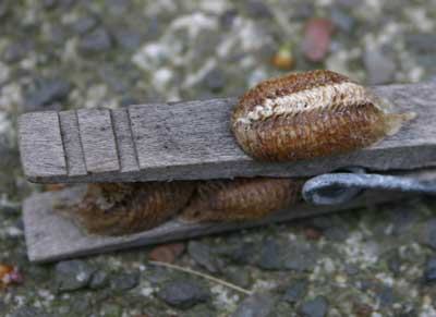 Egg case of the Carolina mantid