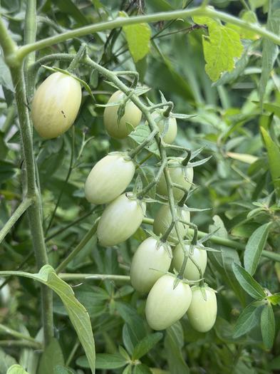 Cluster of unripe volunteer grape tomatoes alongside Gabriella’s compost bin.