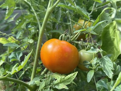 Celebrity tomato ripening on the plant in Gabriella’s garden.