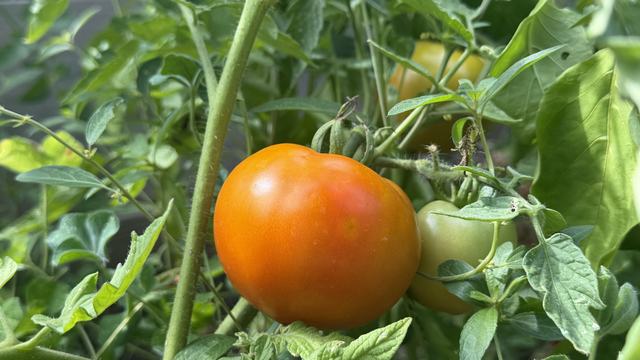 Celebrity tomato ripening on the plant in Gabriella’s garden.