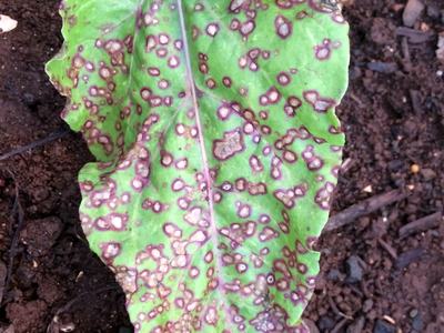 leaf with grey spots