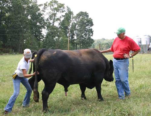Bull