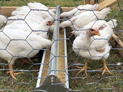 live broiler chicken