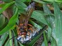 cicada killer wasp holding cicada
