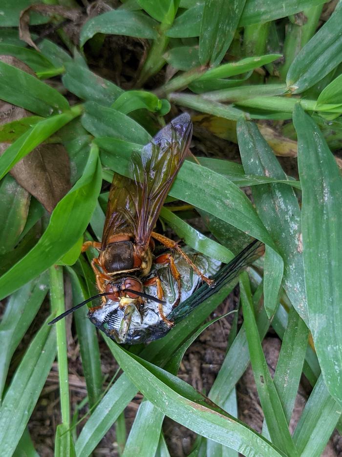 cicada killer wasp holding cicada