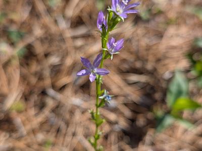 purple flower in field