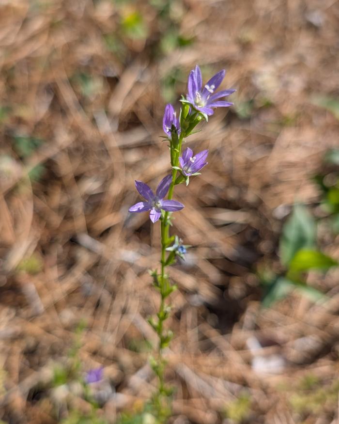 purple flower in field