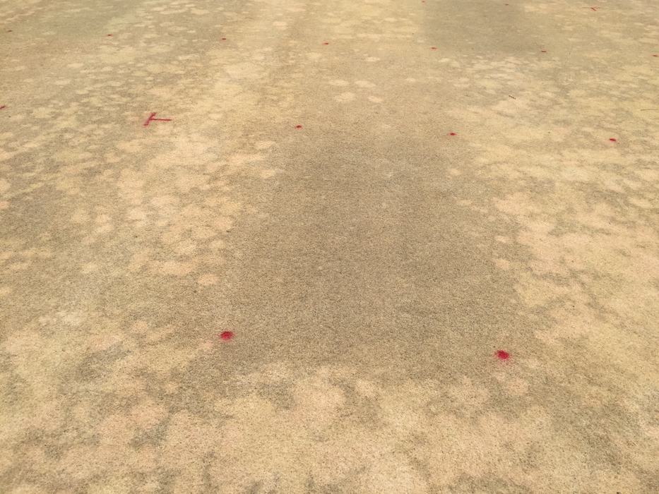 Cream leaf blight on putting green