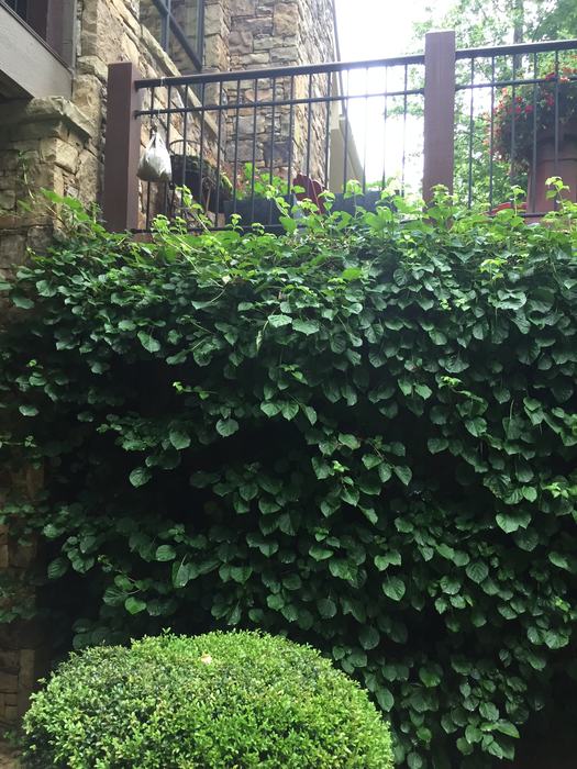 climbing hydrangea on a wall