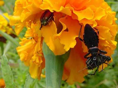 Close-up of assassin bug with Japanese beetle