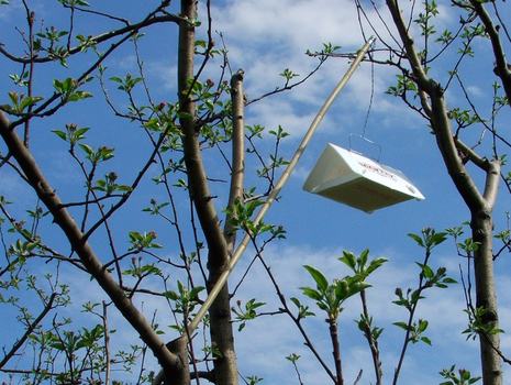 Codling moth trap attached to bamboo pole high in an apple tree