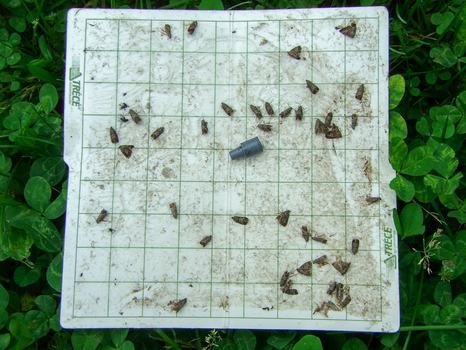 Sticky card with moths and pheromone lure stuck to it