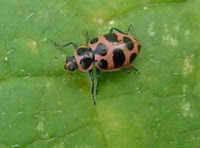 Spotted lady beetle (Coleomagilla maculata)