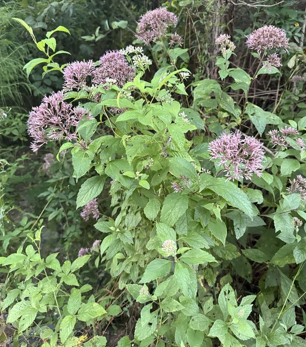 Coastal Joe-pye-weed in full bloom
