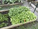 Collard transplants growing in an Extension garden bed