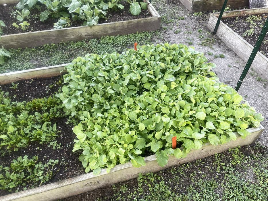 Collard transplants growing in Pamlico County Extension demonstration garden bed