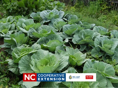 a garden of collard plants