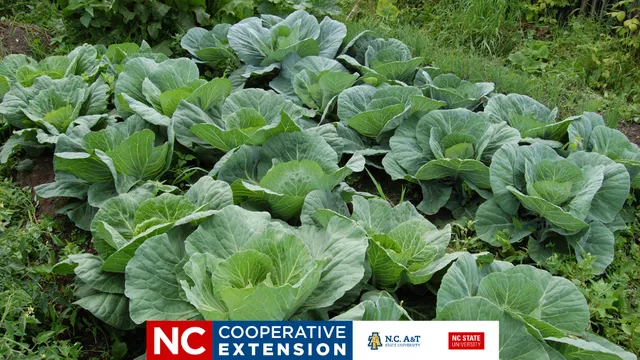 a garden of collard plants