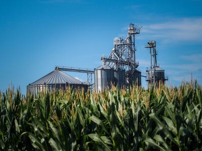Wide view of a corn field with tall green corn plants framing a silo under a clear blue sky