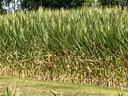Corn field under drought conditions