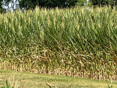 Corn field under drought conditions