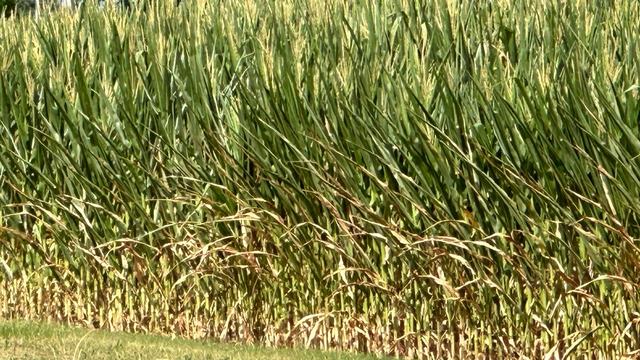 Corn field under drought conditions