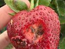 hole caused by the feeding of a corn earworm larva