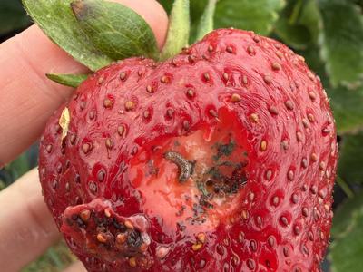 hole caused by the feeding of a corn earworm larva