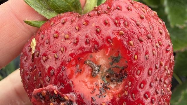 hole caused by the feeding of a corn earworm larva