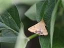 Corn earworm moth on soybean leaf