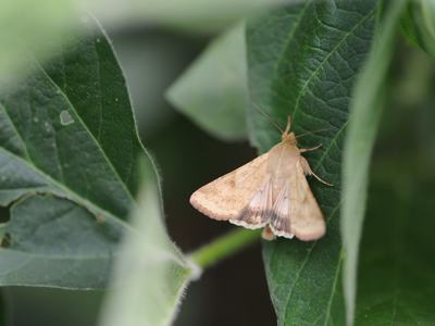 Corn earworm moth on soybean leaf