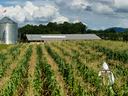 Corn field with person applying insecticides using backpack sprayer