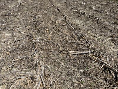 Corn stubble