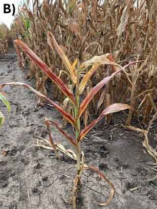 Red, stunted corn with shorter gaps between leaf nodes