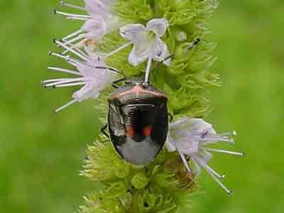 Cosmopepla stink bug
