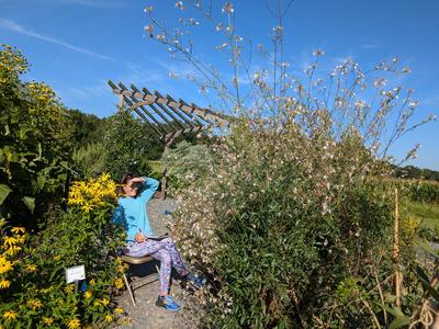 volunteer sitting in a chair next to a large white flowers plant counting insects on a clipboard