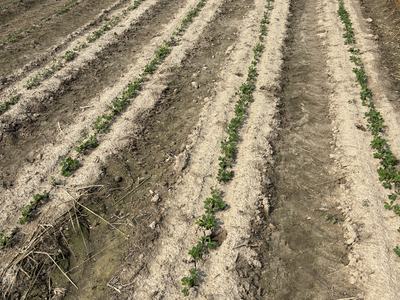 Plots with various cover crop and tillsage treatments.